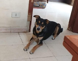 Motta Sant'Anastasia, cercasi Alvin disperatamente: appello per un cane smarrito