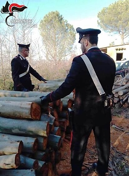 Non solo arance, c'è chi si arma di sega circolare per radere al suolo il bosco