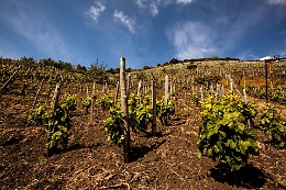 Vino, il Consorzio Etna Doc a lezione di competitività
