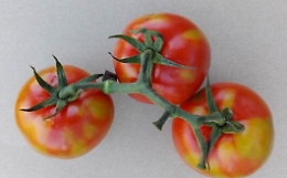 Allarme in Sicilia per il virus che attacca i pomodori