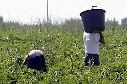 In Sicilie le terre dell'oro verde in trincea per i diritti: «Stop al caporalato»