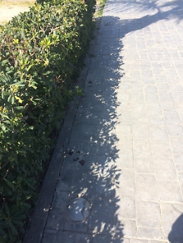 Catania: area verde invasa da escrementi di cani