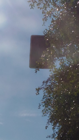 Catania: semaforo sparito tra il fogliame