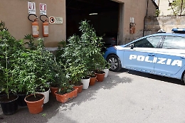 La marijuana piantata in casa:
arrestato dalla Polizia niscemese