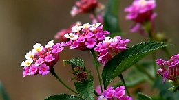 Coronavirus, settore floricolo in crisi: azienda di Acate dona i fiori