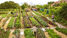 Coronavirus, autorizzare la gente ad uscire per coltivare il proprio orto