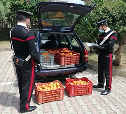 Palagonia, ruba 140 chili di arance: preso mentre le scaricava