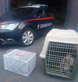 "Pepa," la scimmia reclusa in casa salvata dai carabinieri