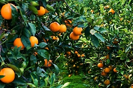 Danni e furti in agrumeti Mineo, controlli con "mappature" coltivazioni