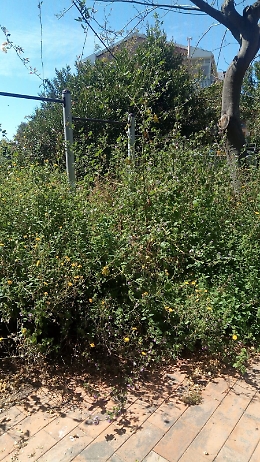 Acireale: l'area  verde di S. Tecla attende da mesi di essere ripulita