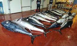 Palermo, maxisequestro di tonno rosso in cattivo stato di conservazione