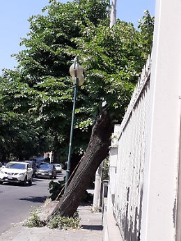 Pedara (CT): albero pericoloso in via Papa Giovanni