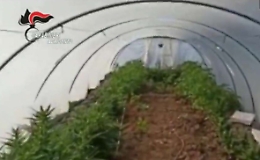 Licata, la cannabis coltivata tra i meloni: padre e figlio denunciati