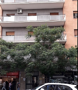 Catania: alberi invadenti al viale Mario Rapisardi