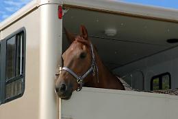 Trasportava un cavallo senza autorizzazione