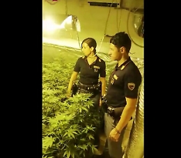 Palermo, serra «indoor» di marijuana scoperta in appartamento