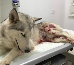 Agrigento, cane Husky preso a fucilate: morto dopo breve agonia