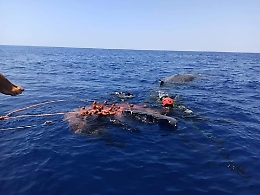 Lipari, capodoglio intrappolato in rete da pesca illegale: liberato