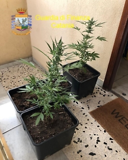 In casa a Picanello piante di marijuana: arrestato 36enne