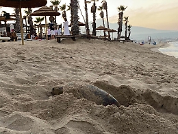 Caretta Caretta arriva alla Plaia e depone le uova