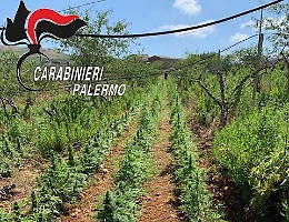 Partinico, la maxi piantagione di marijuana nel pescheto abbandonato
