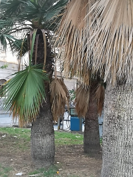 Catania: piazza dei Martiri sporca e abbandonata