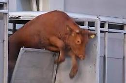 Scalciato  da mucca destinata al macello, grave allevatore di Castelbuono