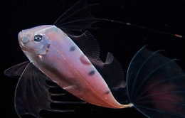 Imita le meduse e così il giovane Pesce Nastro riesce a eludere i predatori