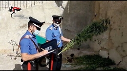 Licata, cannabis tra gli alberi d'ulivo. Coniugi in manette