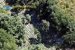 Catania, scoperta in un bosco piantagione di marijuana: vale due milioni di euro