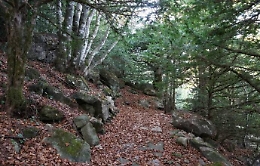 Caronia, trovato il cadavere di una donna nella boscaglia