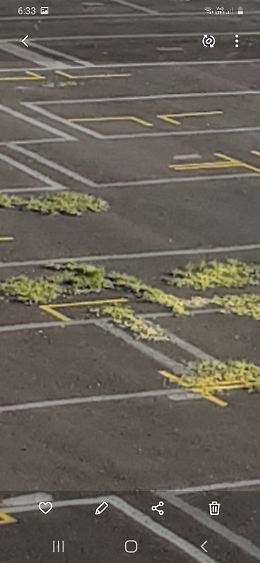 Lentini: l'amministrazione ha travisato il significato di verde pubblico