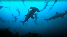 Sub circondato da un branco di squali nel Trapanese: &laquo;E' stato traumatico&raquo;