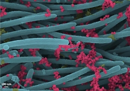 Così il coronavirus invade le cellule umane