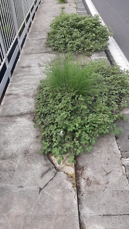 Catania: incuria e degrado al viale Lainò