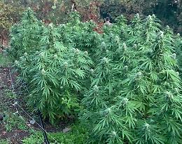 Piantagione di cannabis in agrumeto a Carlentini: due denunce