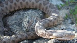 Scoperta in Sicilia una rara variet&agrave; di vipera del Meridione