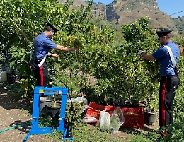 Taormina, arrestati padre e figlio: coltivavano canapa