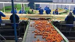 Arance rosse di Sicilia esaurite, test di Oranfrizer per importarle da Australia e Sudafrica