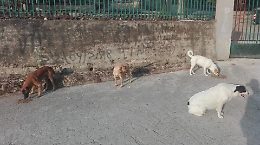 Raffadali, mattanza al Villaggio della Gioventù: avvelenati 4 cani randagi