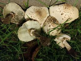 Catania, 6 casi di intossicazione da funghi in tre mesi: ecco i consigli da seguire