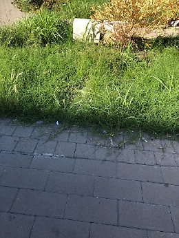 Catania, corso M. della Libertà: "Queste aree non meritano questo abbandono"