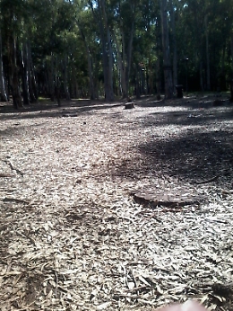 Catania: il boschetto abbandonato