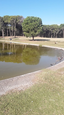 Catania,  boschetto della Playa: liquame nel lago