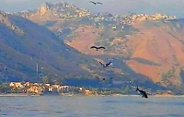 Taormina, il volo dei gabbiani che confidano nel tonno