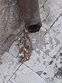 Catania: roditore deceduto a settembre in via Macallè