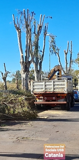 Villaggio S.M. Goretti: potatura drastica degli alberi