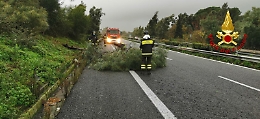 Maltempo, albero cade sull'autostrada Catania-Messina