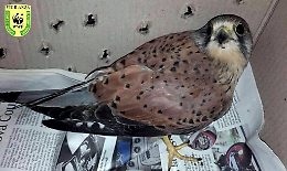 Falco ferito salvato a Niscemi dalle guardie ambientali del Wwf