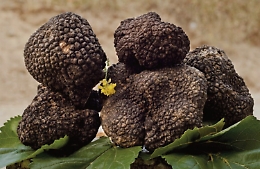 La Sicilia terra di tartufo ora ha la sua prima legge sulla raccolta